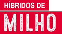 Híbridos de milho