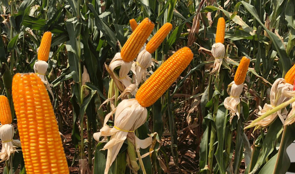 Understand the Differences Between Fusarium and Gibberella in Corn Kernels