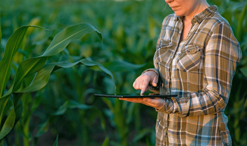 Monitoring Corn Crops Against Insects: Learn How to Do It