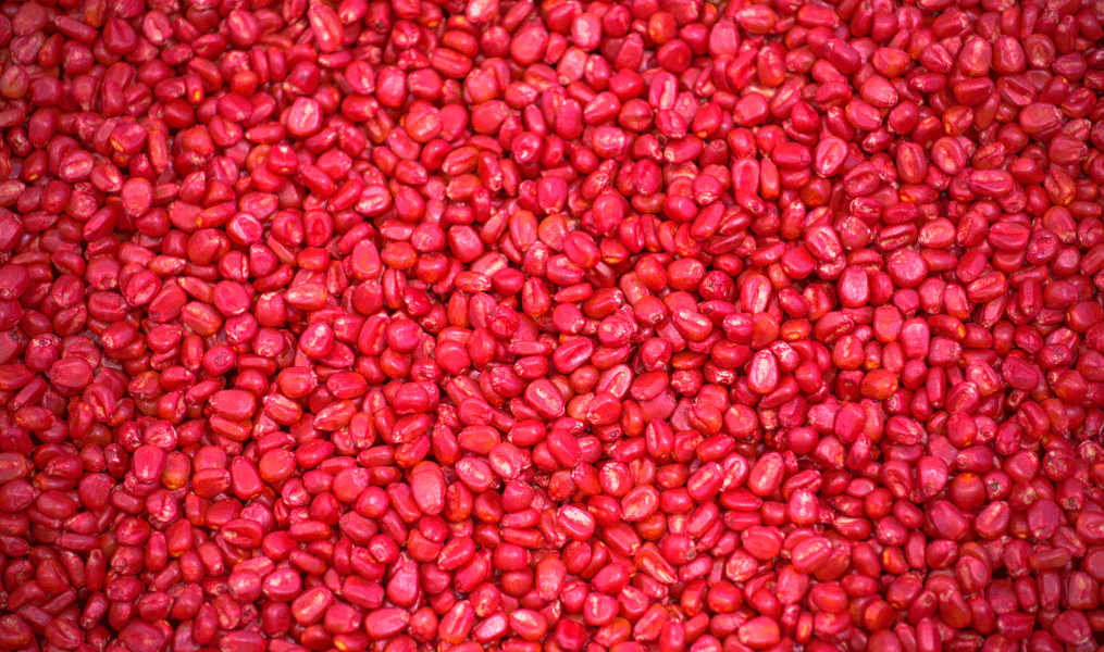 Get to Know Industrial Seed Treatment (IST) and Its Benefits