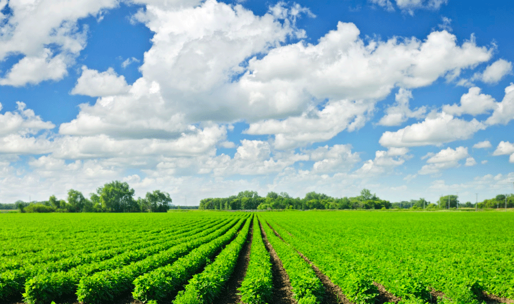 Why Plant Soybeans with Intacta Technology?
