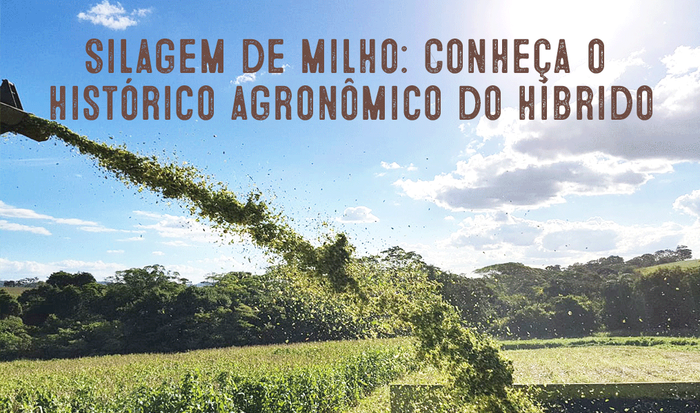 Corn Silage: Understanding the Agronomic History of the Hybrid