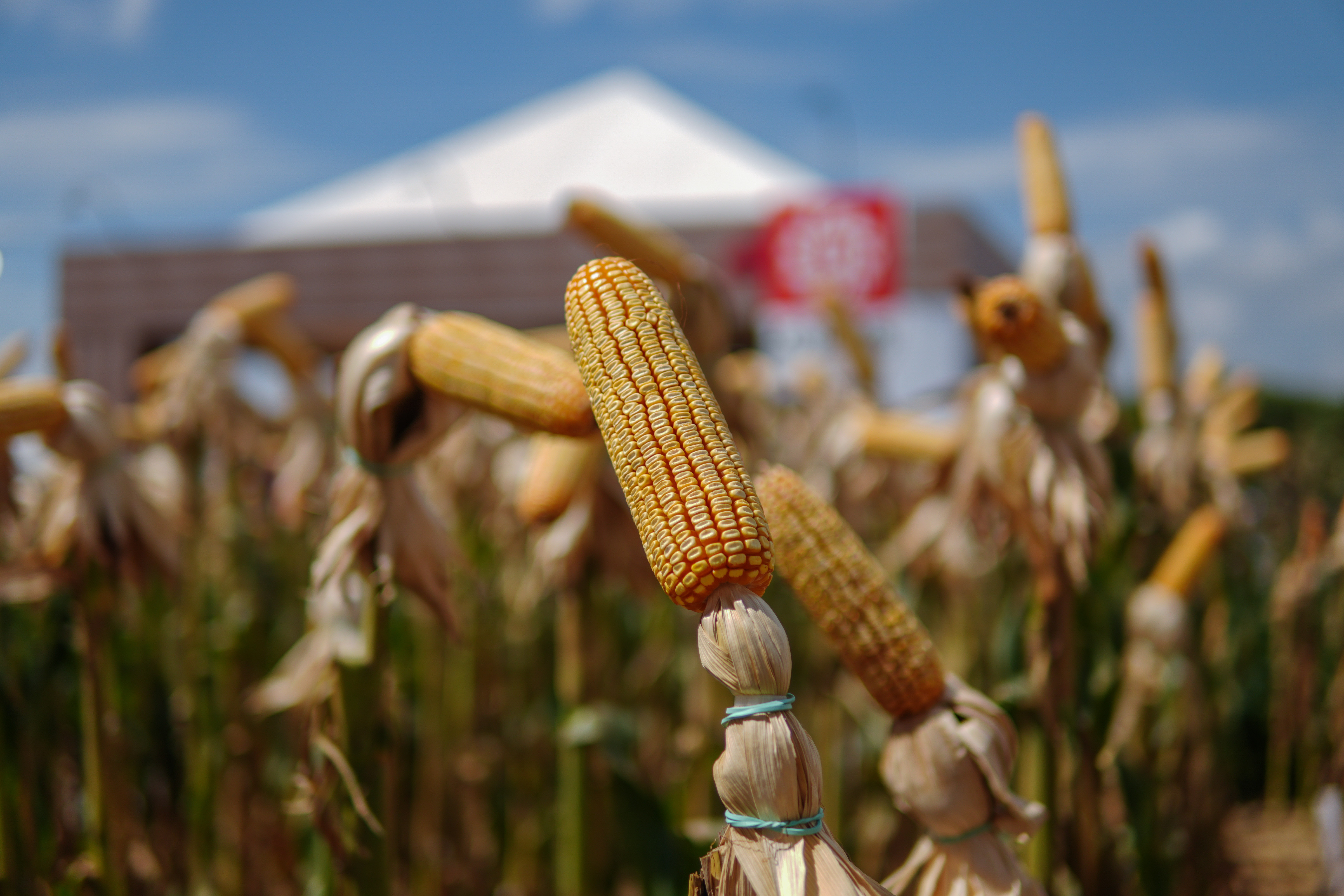 LG Sementes marcou presença na Farm Show!