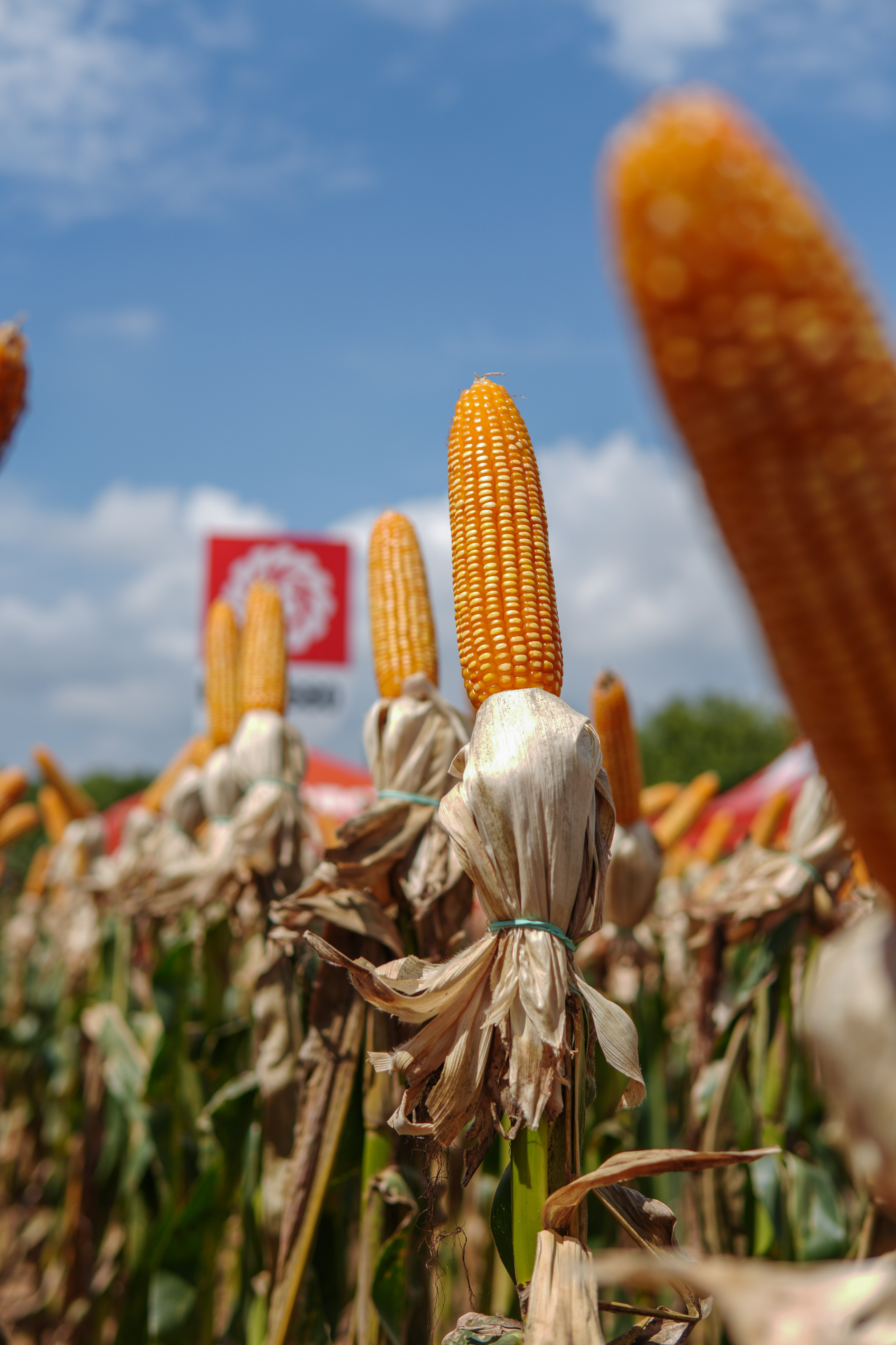 LG Sementes marcou presença na Farm Show!