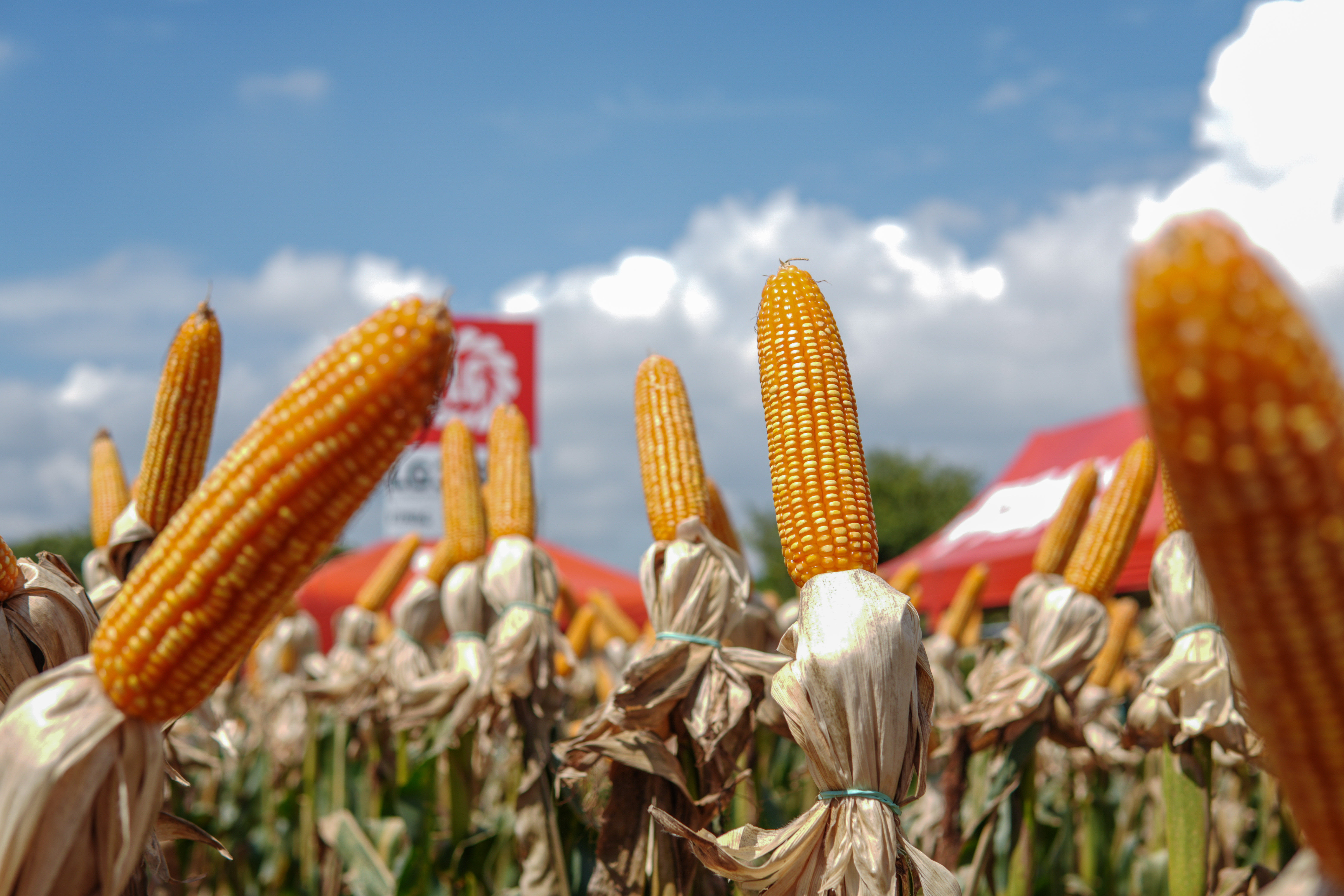 LG Sementes marcou presença na Farm Show!
