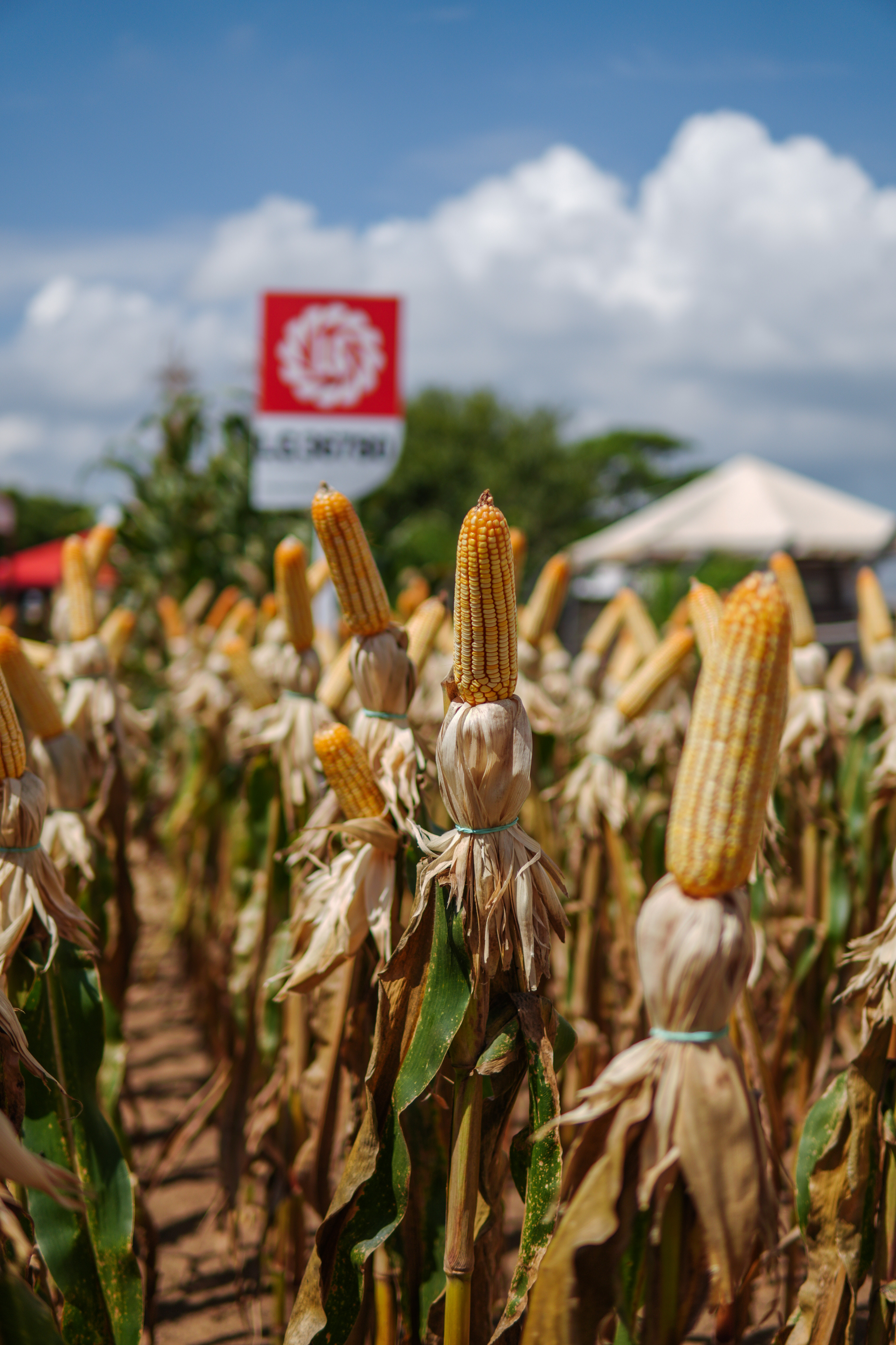 LG Sementes marcou presença na Farm Show!