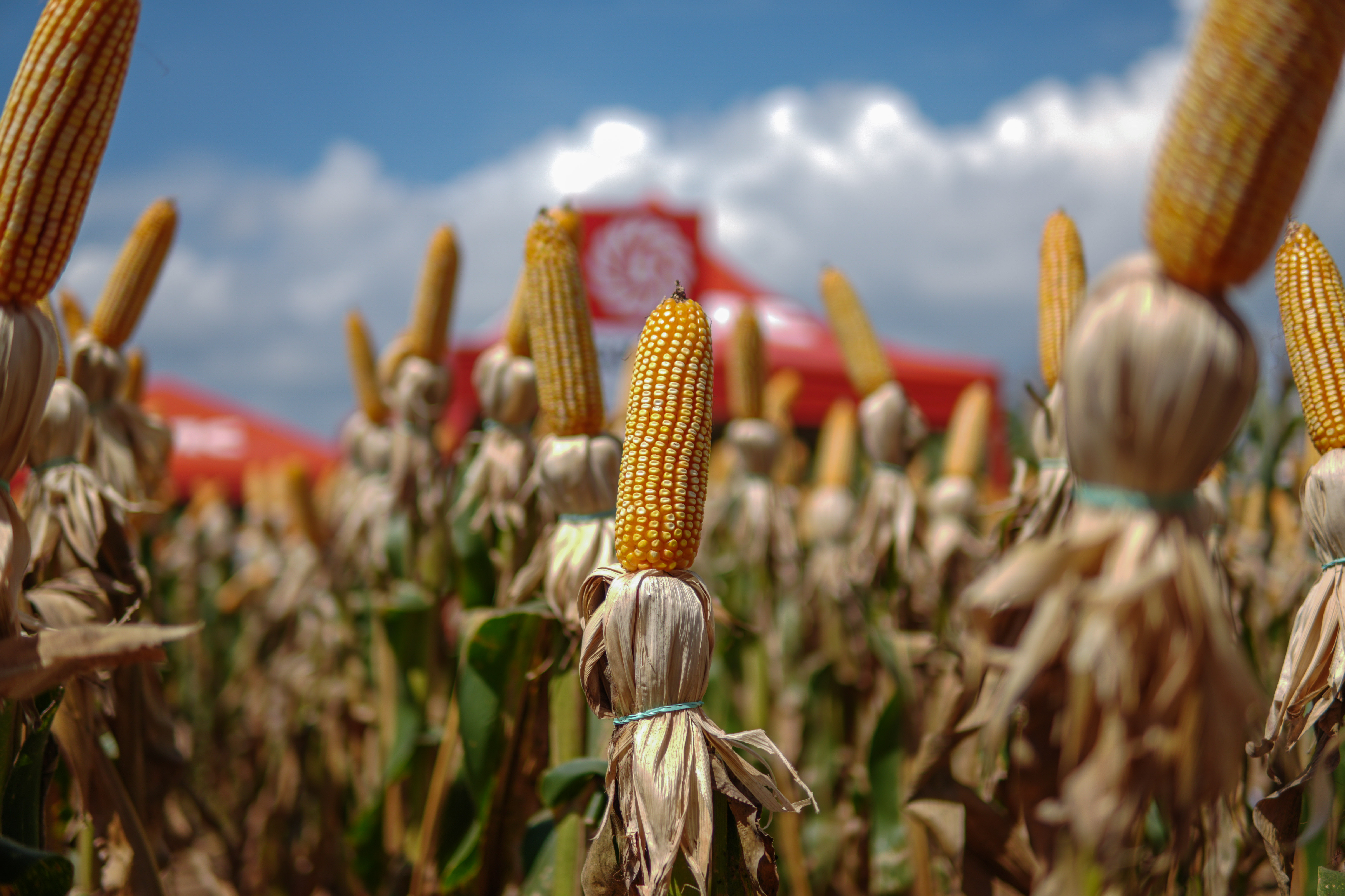 LG Sementes marcou presença na Farm Show!