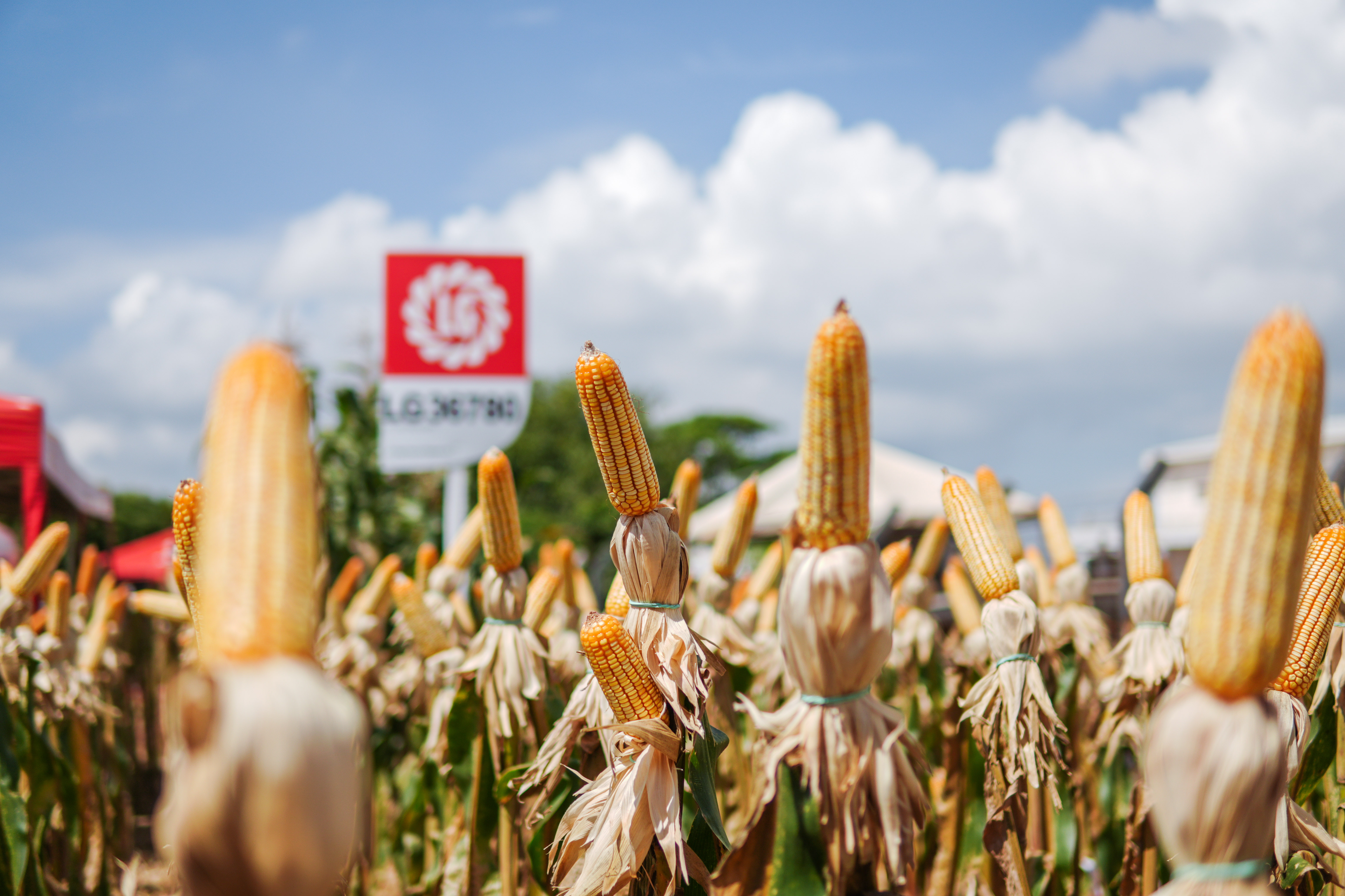 LG Sementes marcou presença na Farm Show!