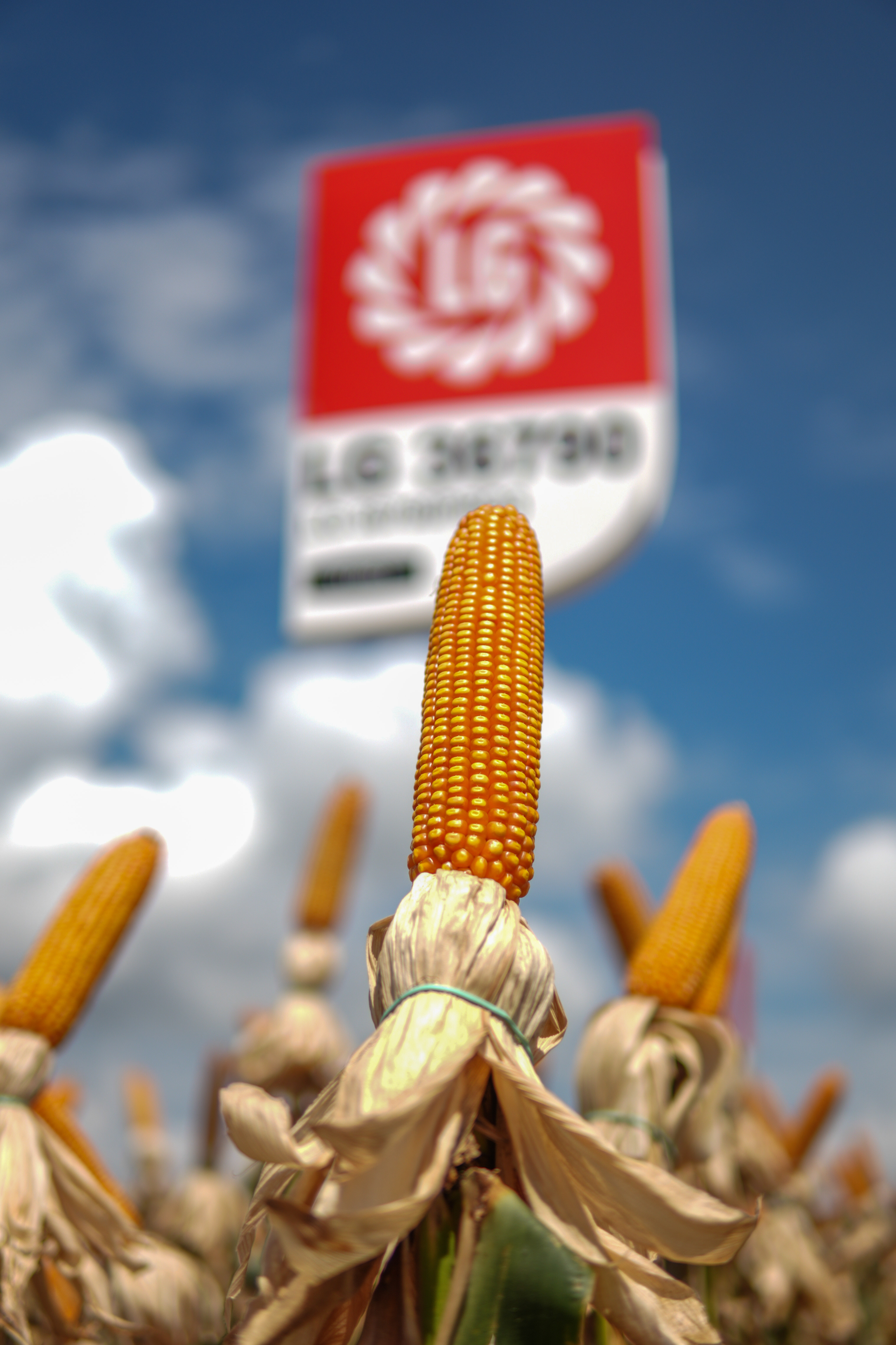 LG Sementes marcou presença na Farm Show!