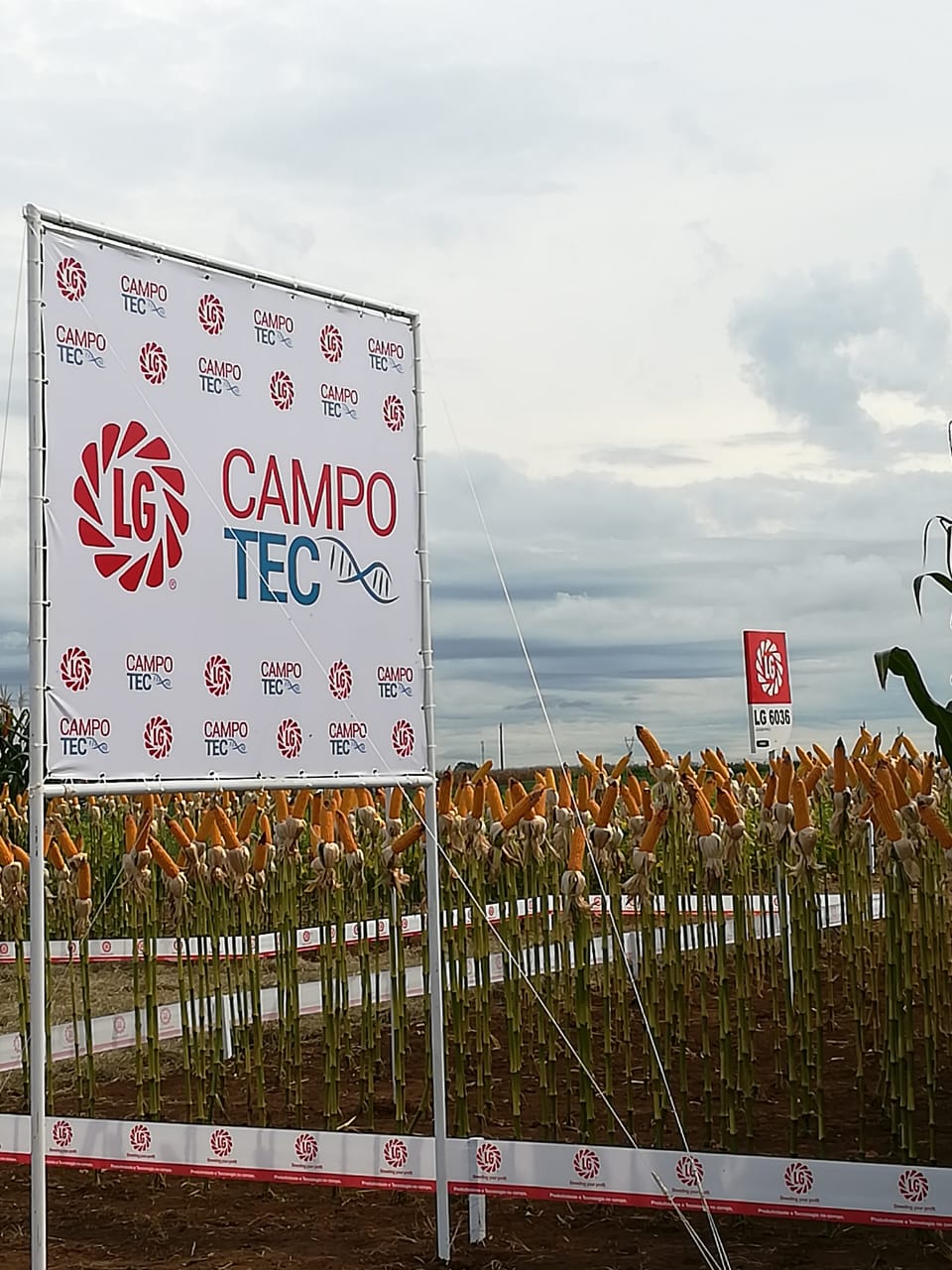 Campo Tec Soja