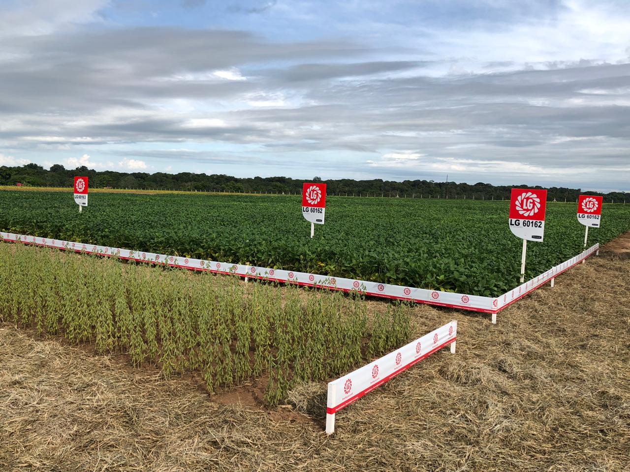 Campo Tec Soja