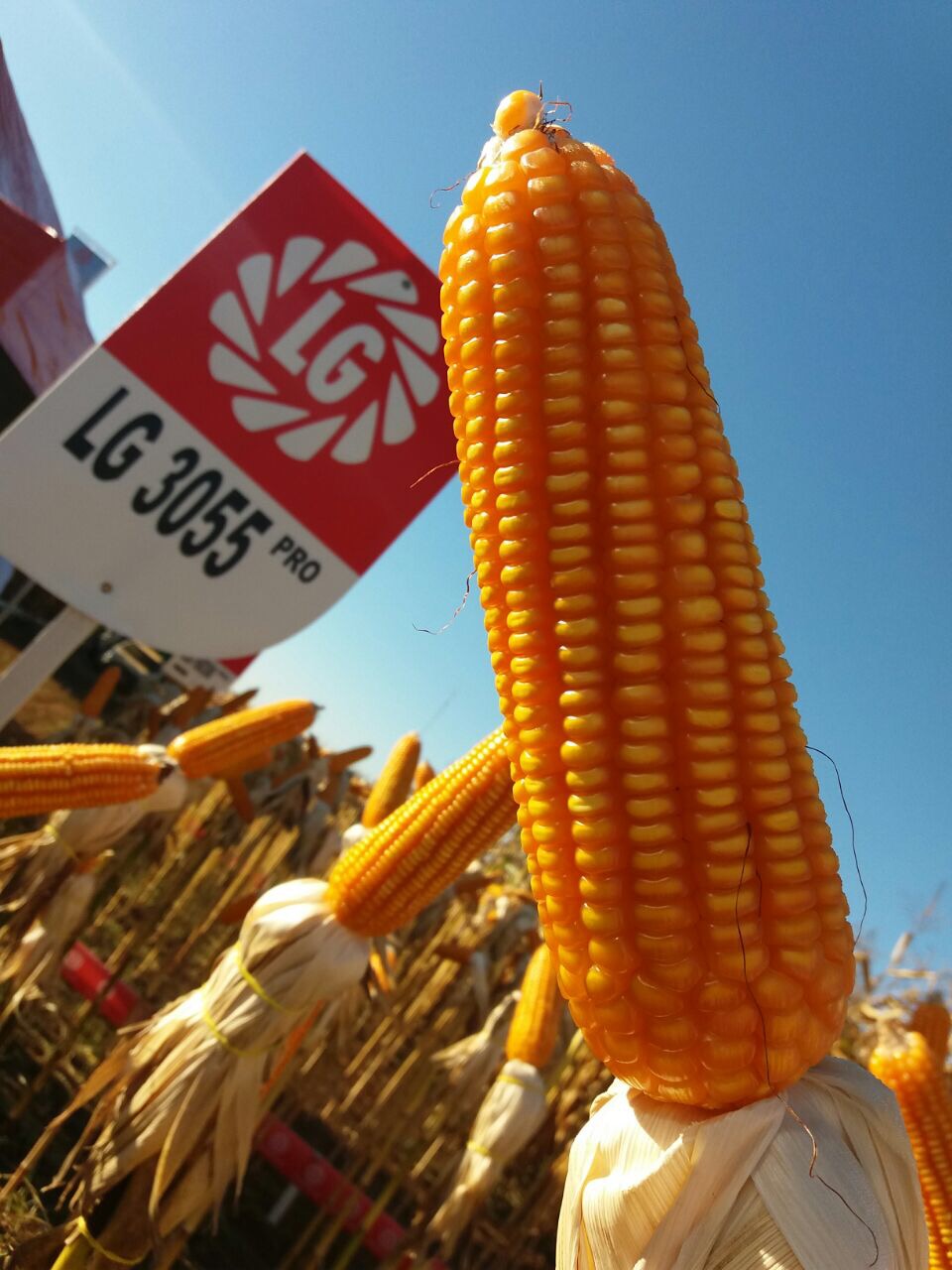 Dia de Campo em Montividiu-GO