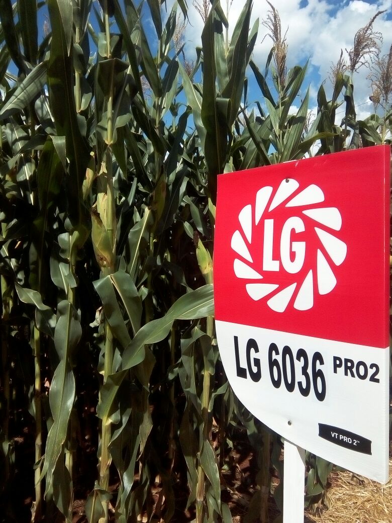 LG Sementes participou do Itaipu Rural Show 2017