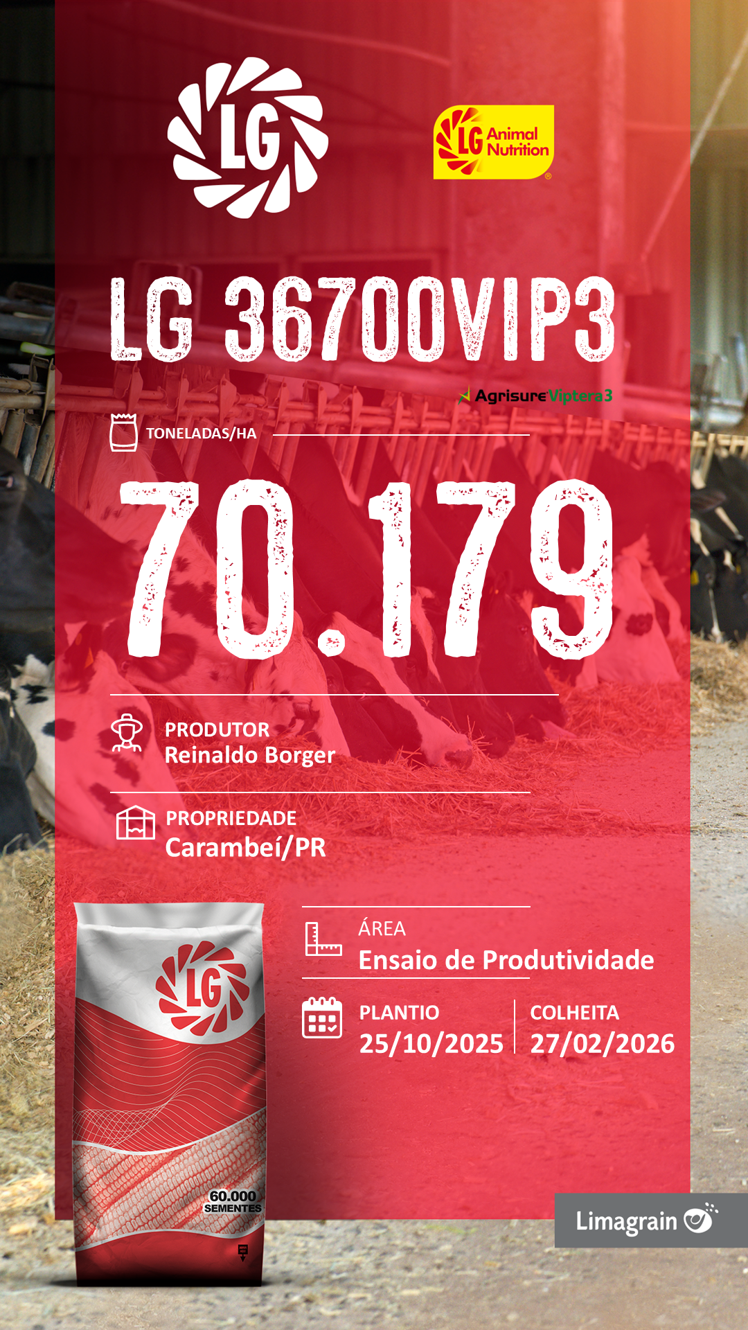 Resultado de produtividade de silagem LG